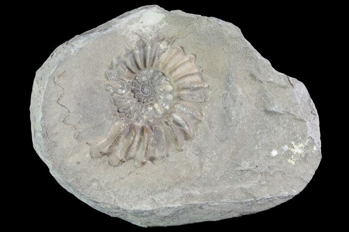 Ammonite (Pleuroceras) Fossil - Burgebrach, Germany #77238